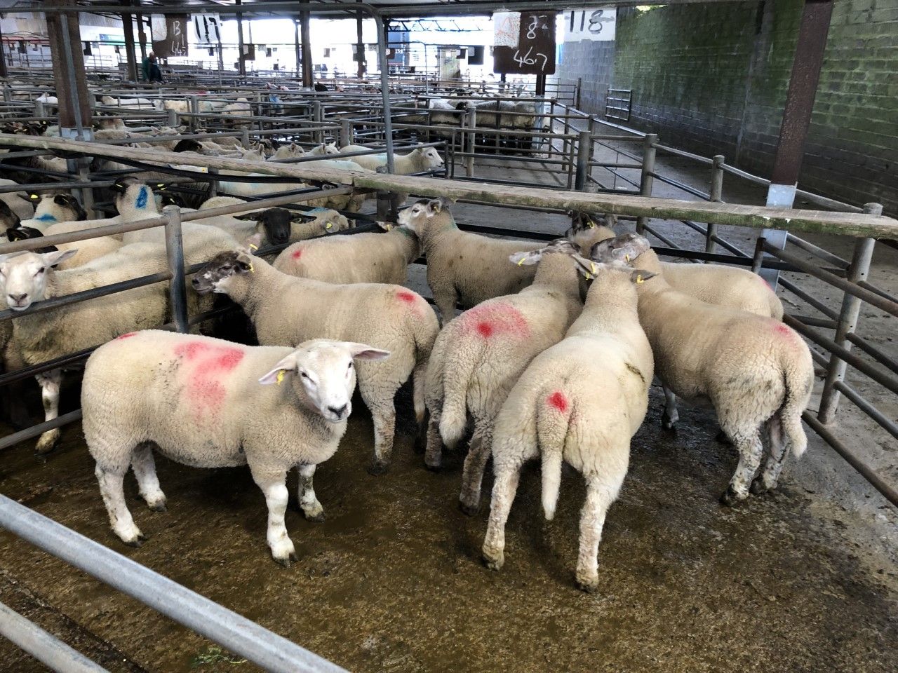 71% fall in UK imports of Irish sheepmeat in March
