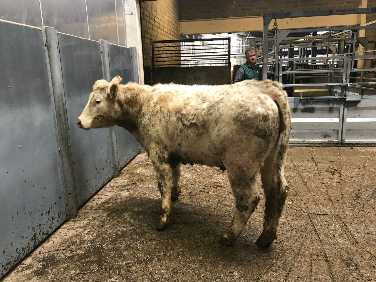 Kilkenny Mart: A steady trade with bullocks selling to €1,500/head