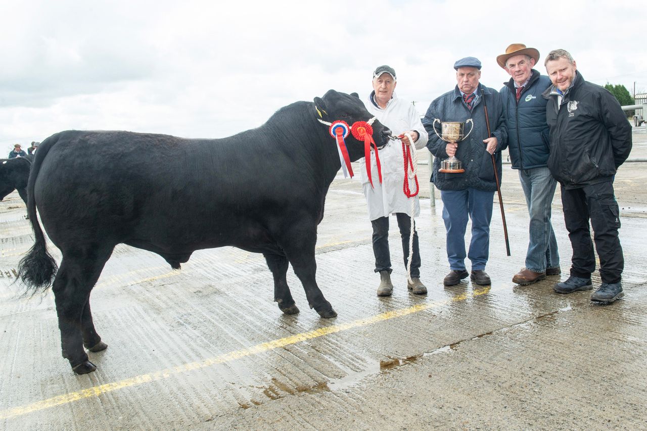 Kerry breeder secures €4,500 for Angus bull at Kilmallock sale