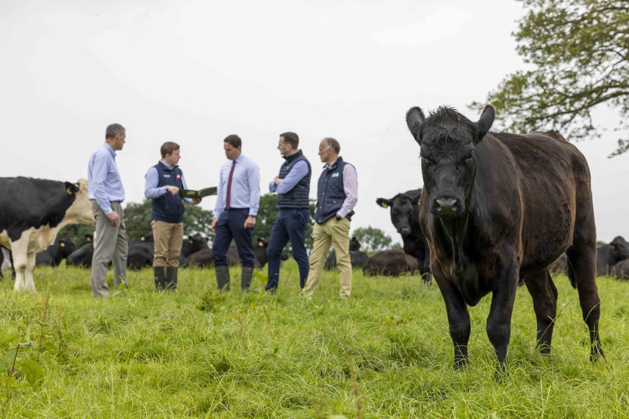 Beef herd: Up to 13% emissions cut achieved through improved genetics