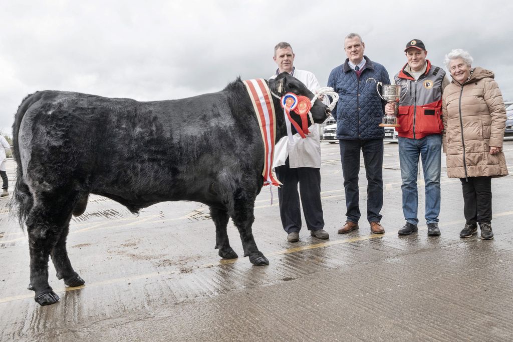 Champion at the Munster Angus Breeders' bull show and sale at Kilmallock Mart Ryans Amazing sold for €5,000. Pictured L-R: Owner Ger Ryan, Ballyhooly, Co Cork; judge Ben Ryall, Watergrasshill; Danny Fleming, Munster Angus Breeders and Sheila Cronin, secretary, Munster Angus Breeders. Source: O'Gorman Photography