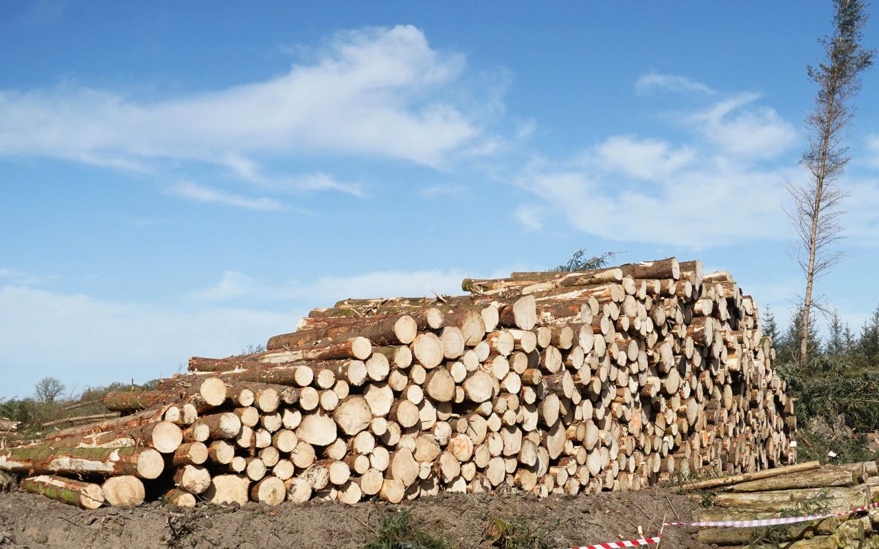 No timber glut yet but logistics a concern - Forest Windblow Taskforce