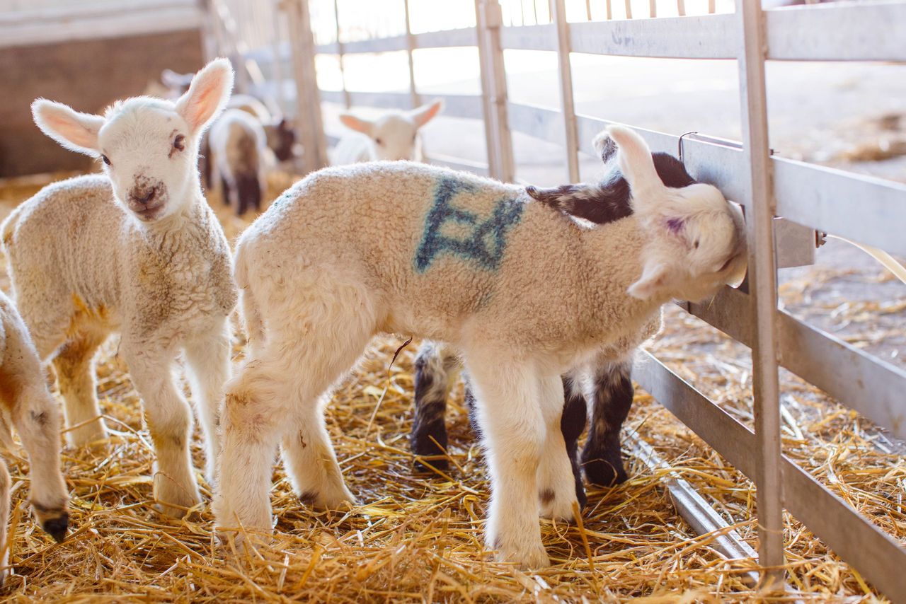 Agriland to team up with Lamlac for series on investing in surplus lambs