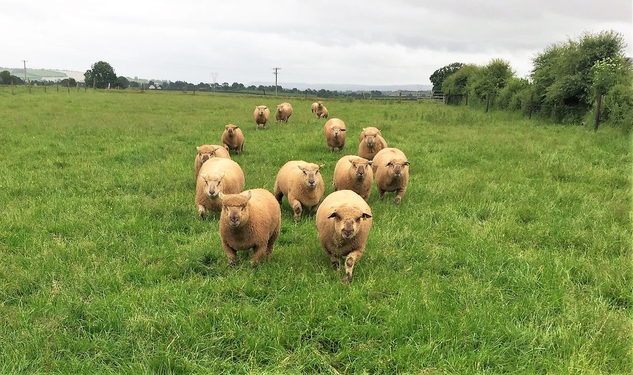 Sheep focus: Vendeéns become a 'Landmark' in Co. Cork