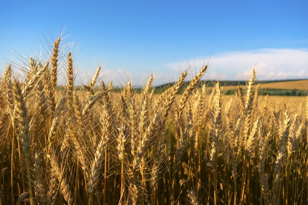 Extreme heat 'pushing agri-food systems to the brink' worldwide - FAO
