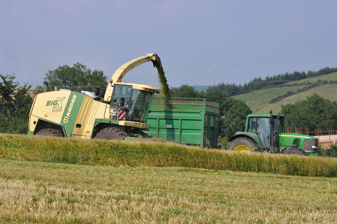Putting a value on standing cereal crops for wholecrop silage