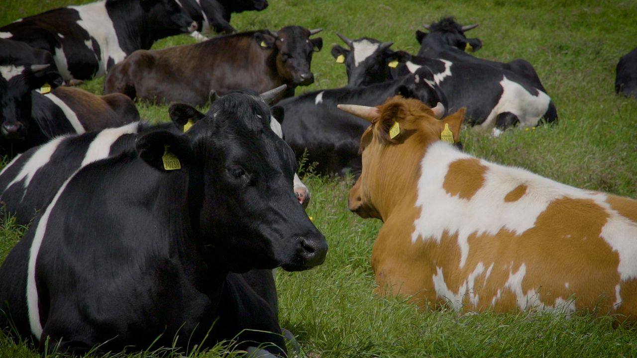 Study: Climate target needs livestock cut, more trees and rewetting