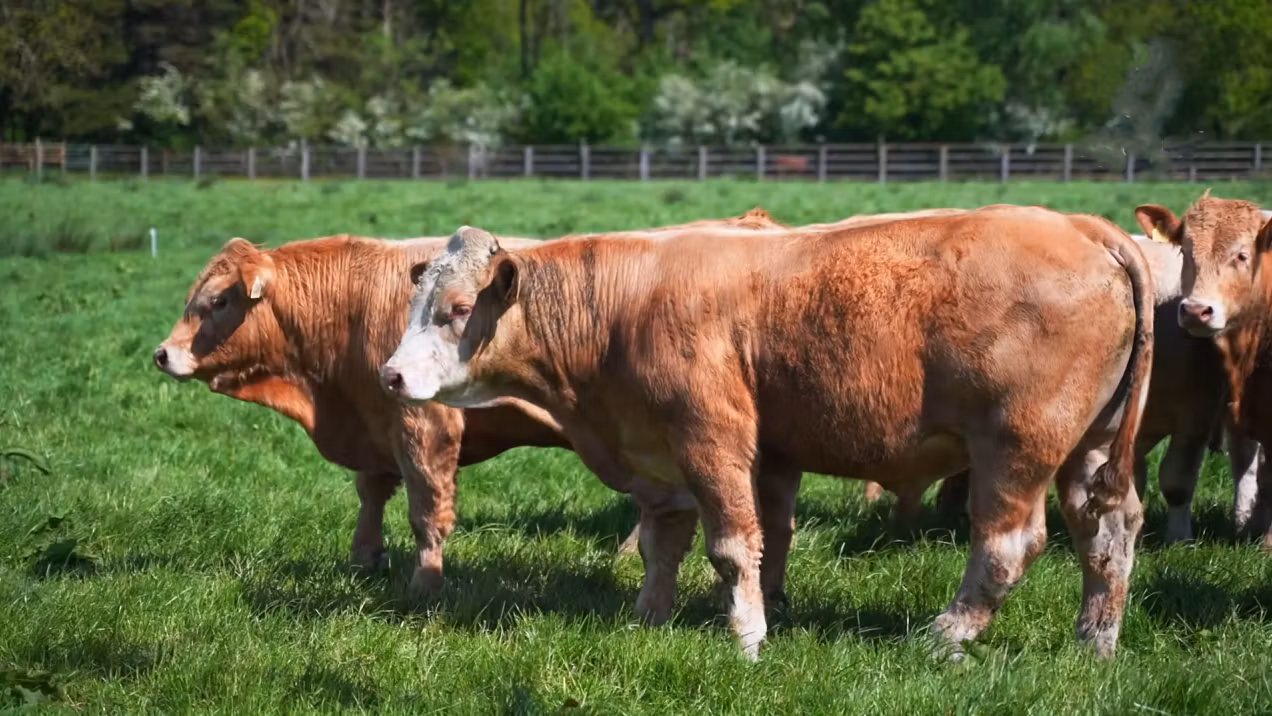 Planning paddock closures and weanling health tasks