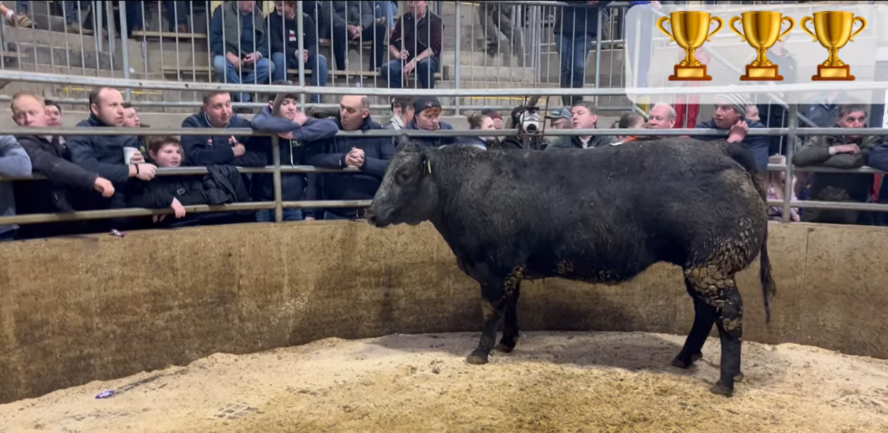 400kg heifer makes €4,200 at Carnew fatstock sale