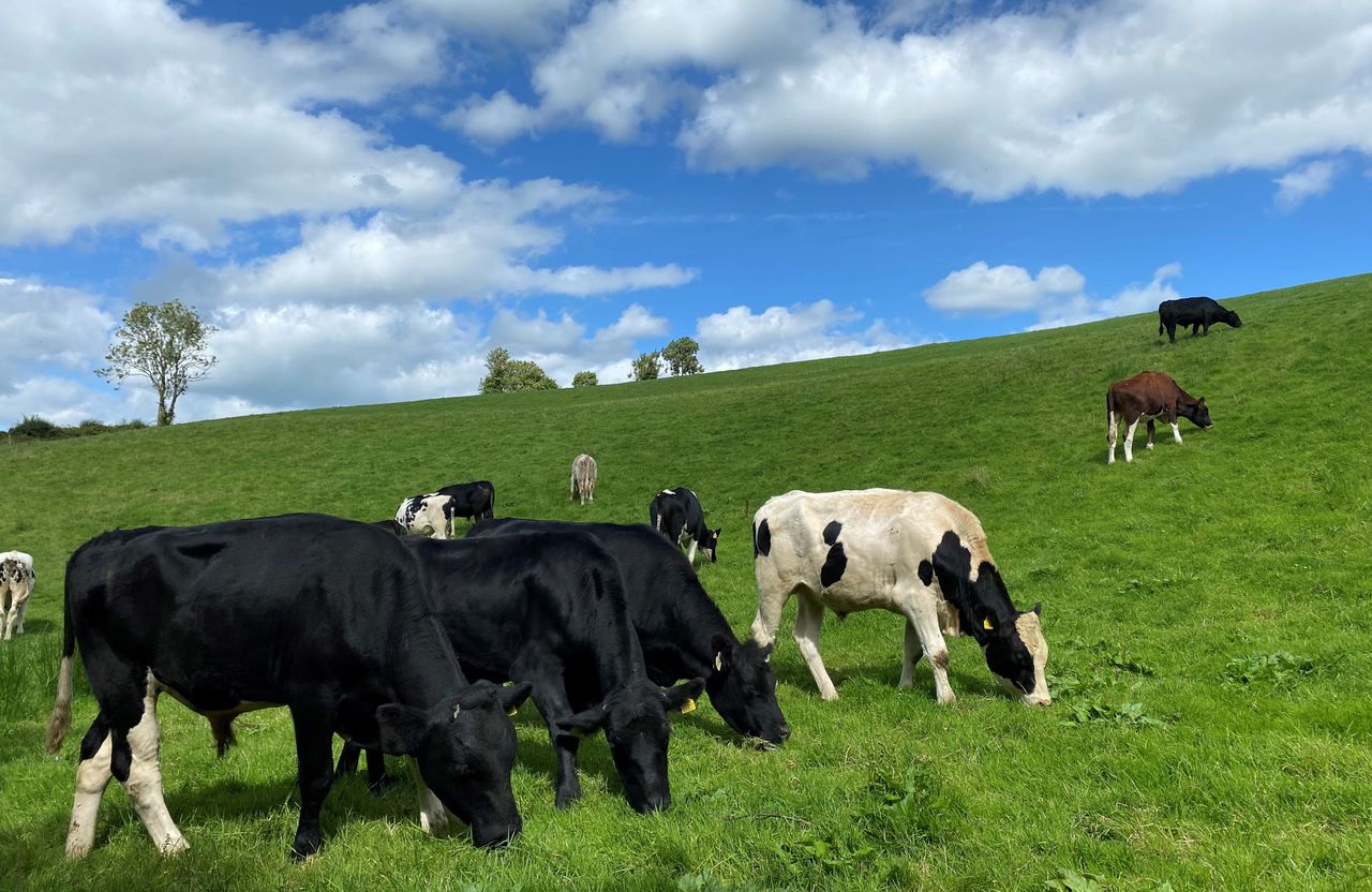 Average slaughter age up, carcass weights down in 2024