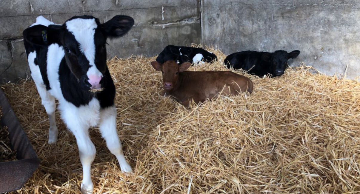 HSA: Farmers can suffer 'fatal injuries' at calving time