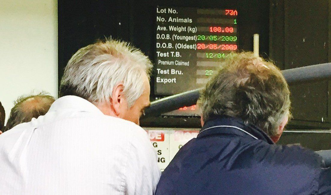 Marts want grants for new ringside screens to show EBI and suckler scheme data