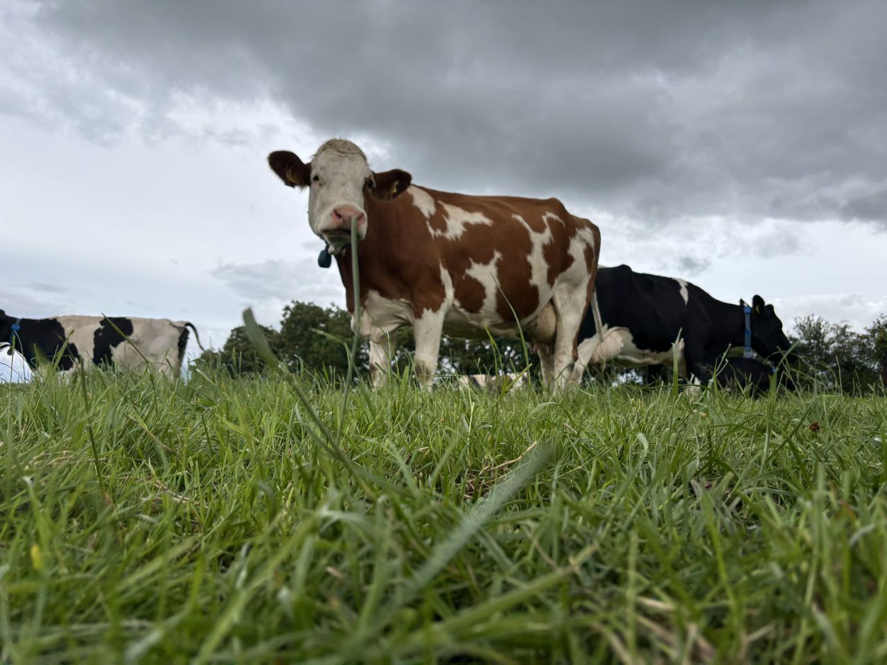 How Fleckviehs are proving their worth in Irish dairy