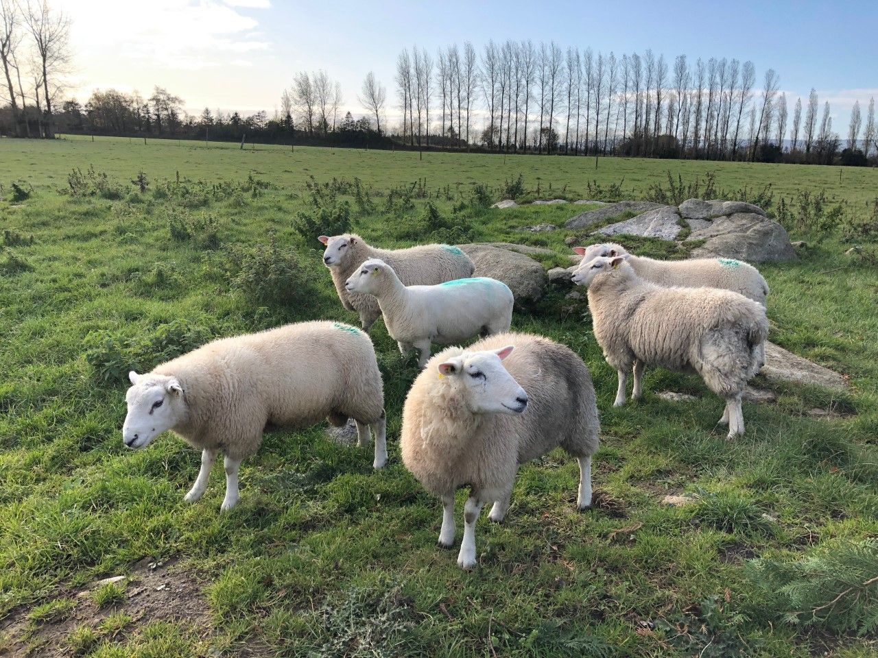 Tight supplies 'driving lamb prices' amid efforts to fill Christmas orders