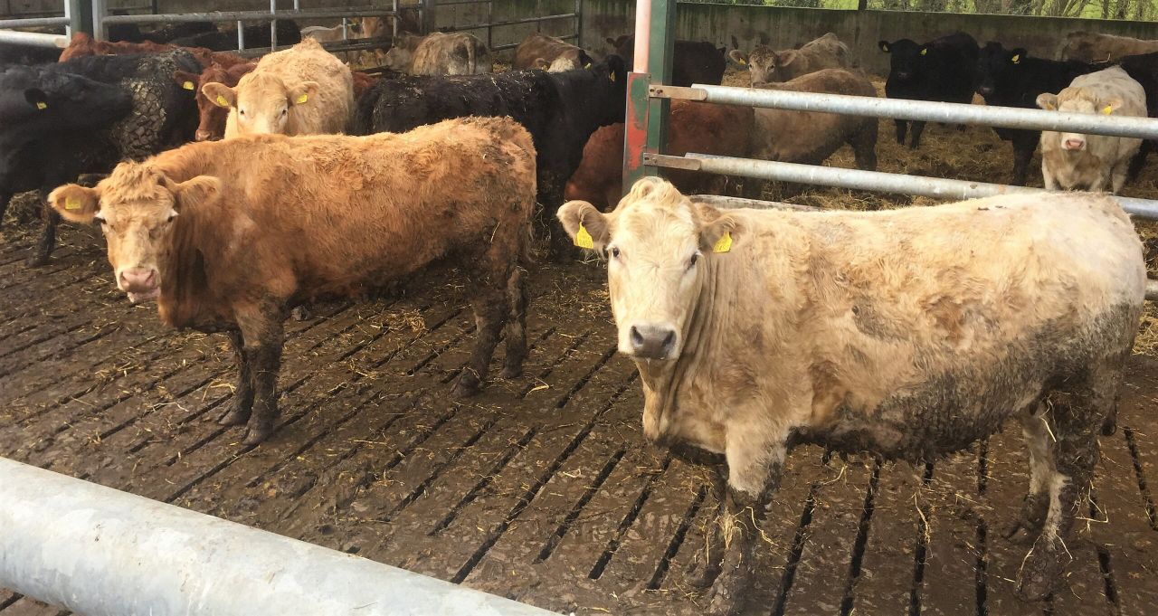 Continental breeds prove popular at marts across country