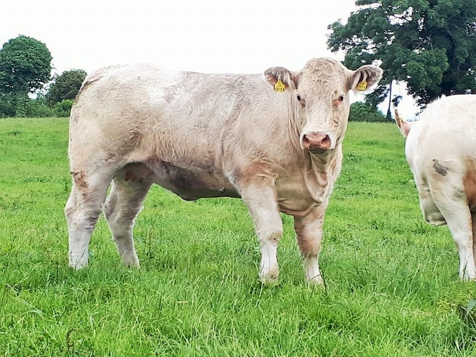 How will beef prices perform in 2021?
