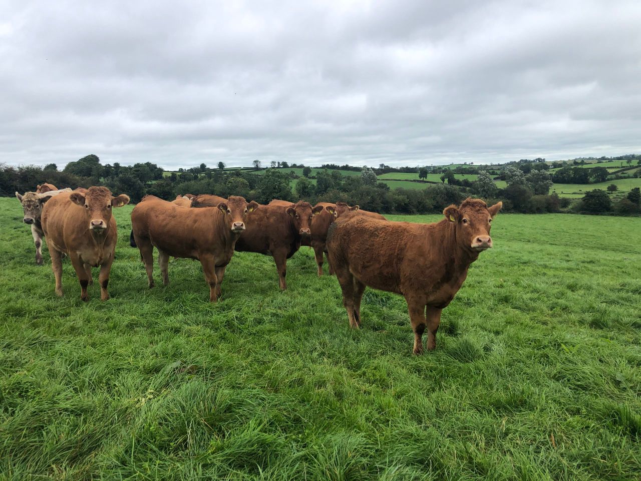 Factory quotes hold as Christmas beef kill beckons