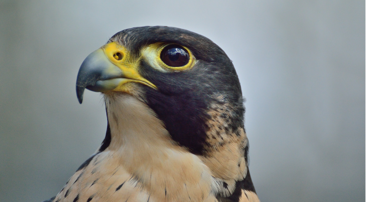 Highly pathogenic bird flu confirmed in wild bird