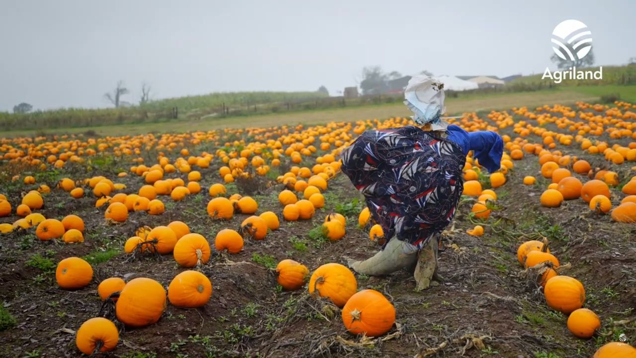 Kerry dairy farmer's Halloween pumpkin patch