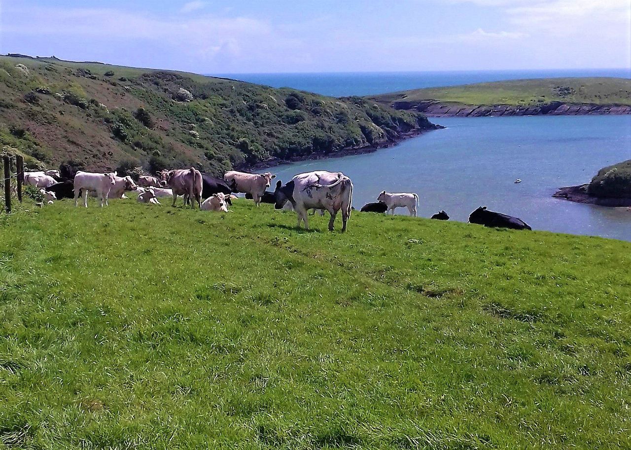 Bull rescued after fall from Clifden cliff