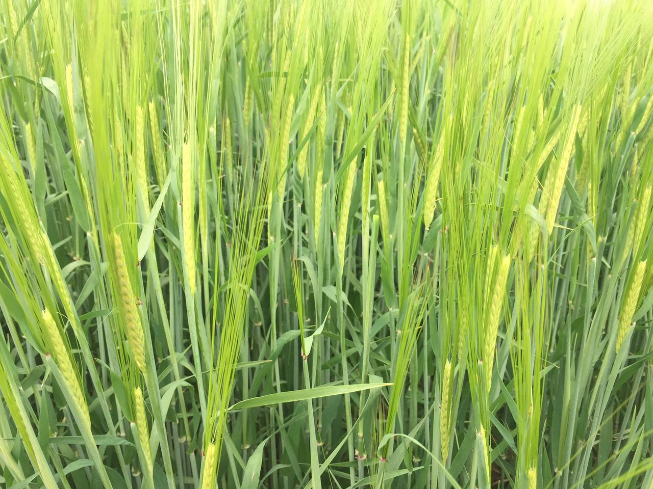 4% of 'mutant' Grain Aphids are resistant to chemical controls in Ireland