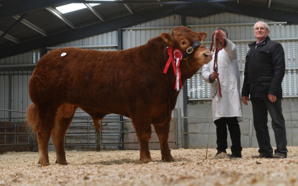 Junior Champion bull Carrickmore Saint Ledger ET sold for €5,600