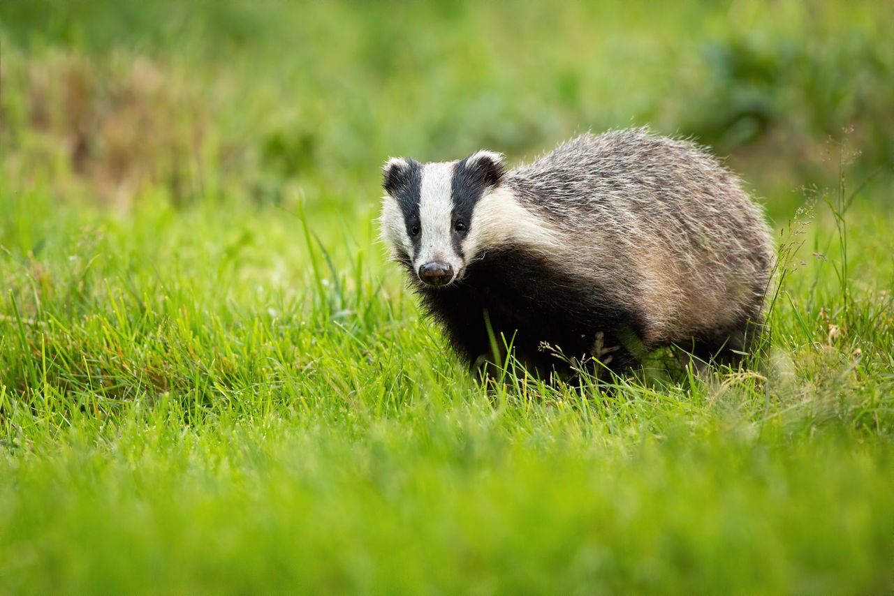 What items qualify for grants under badger biosecurity scheme?