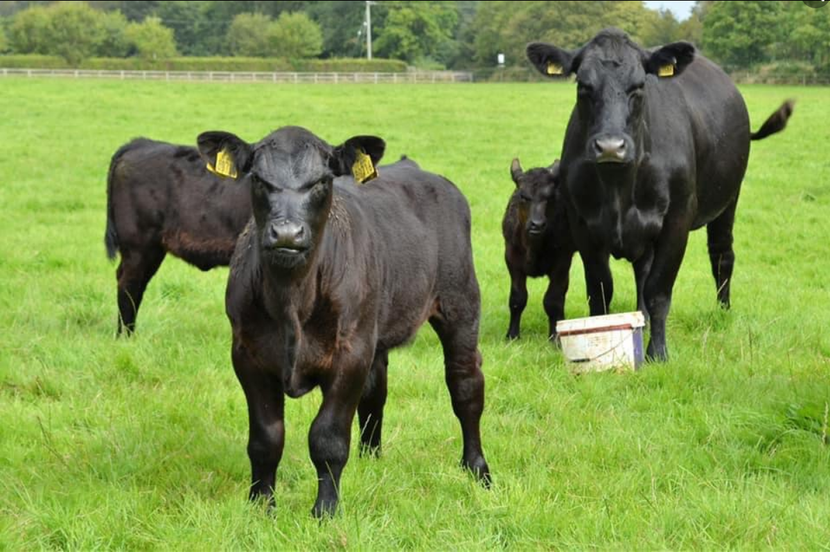 Captain’s Hill Pedigree Angus Herd set for full dispersal