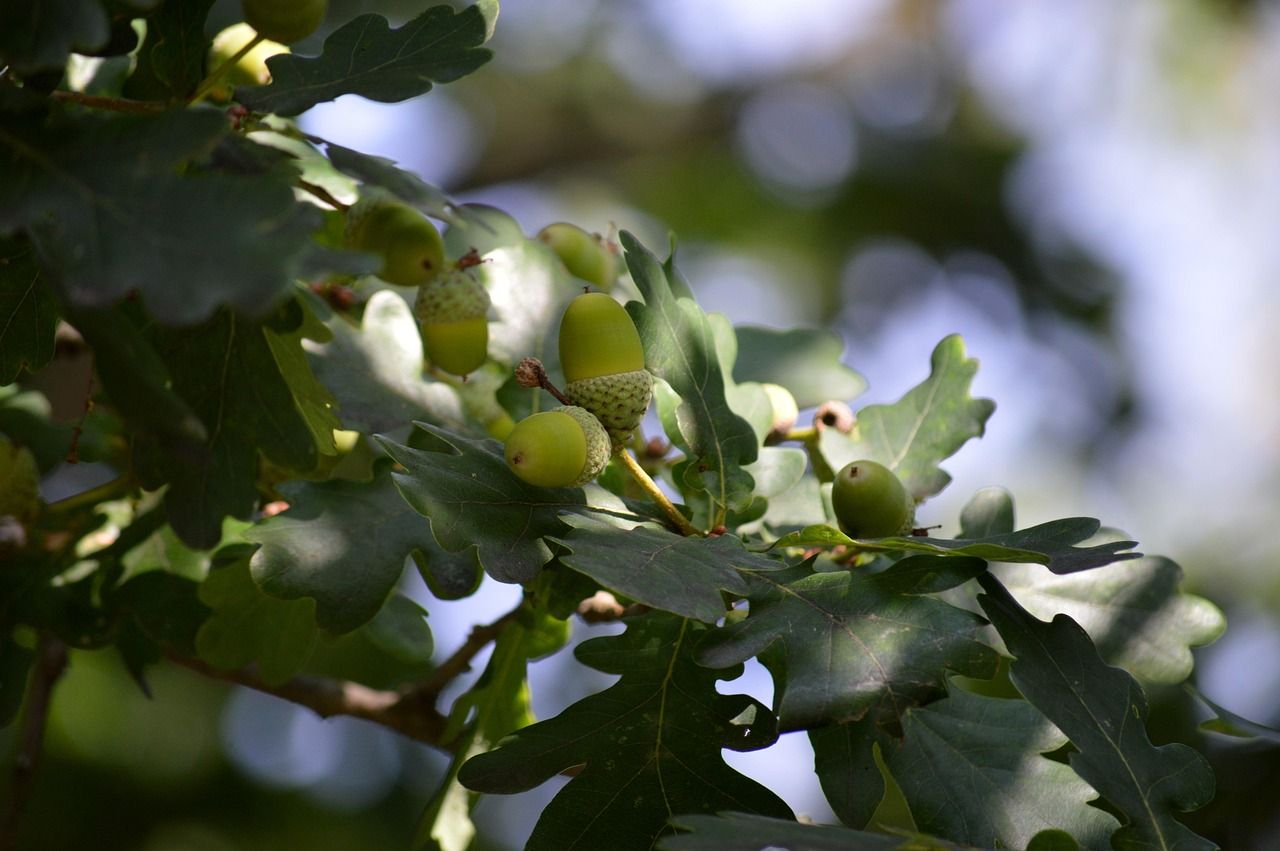 Oak is 'key to future afforestation and habitat improvement' - report