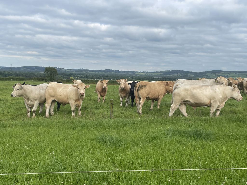 A sample of the type of cattle on the Tim Meagher's Co. Tipperary farm