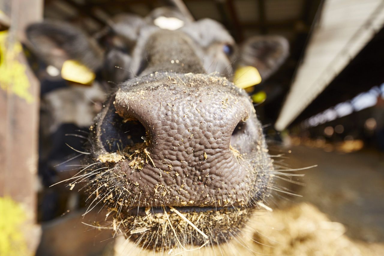 Managing the transition period ahead of spring calving