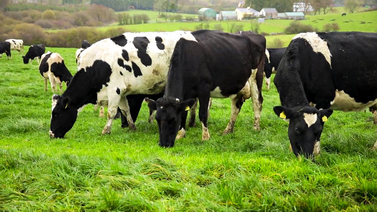 Dairy advice: Dry matter allocation for cows post calving