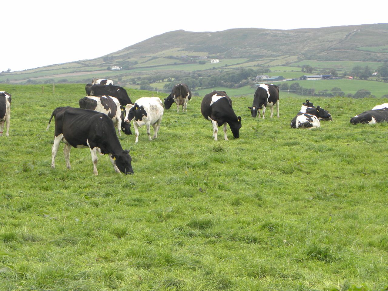 Are international milk prices beginning to stabilise?