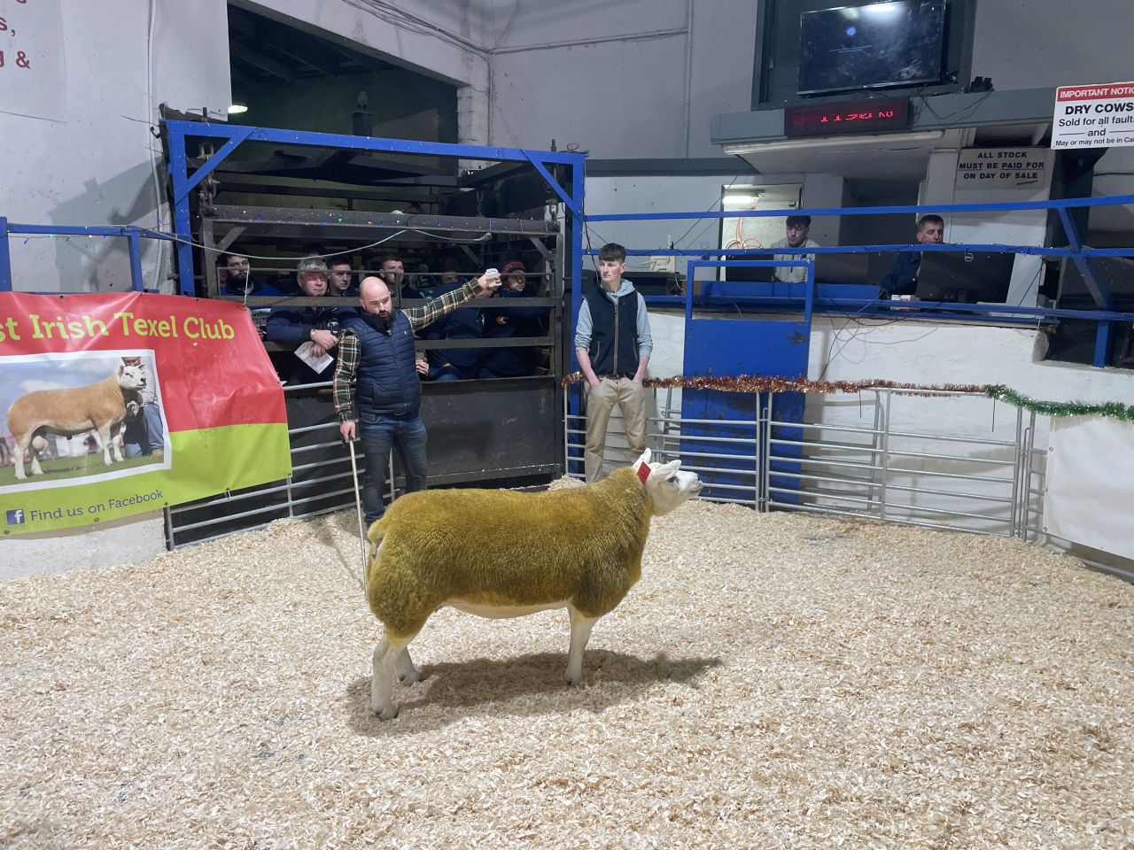 Texel Twilight Sale: Dunne flock takes top price of €5,100