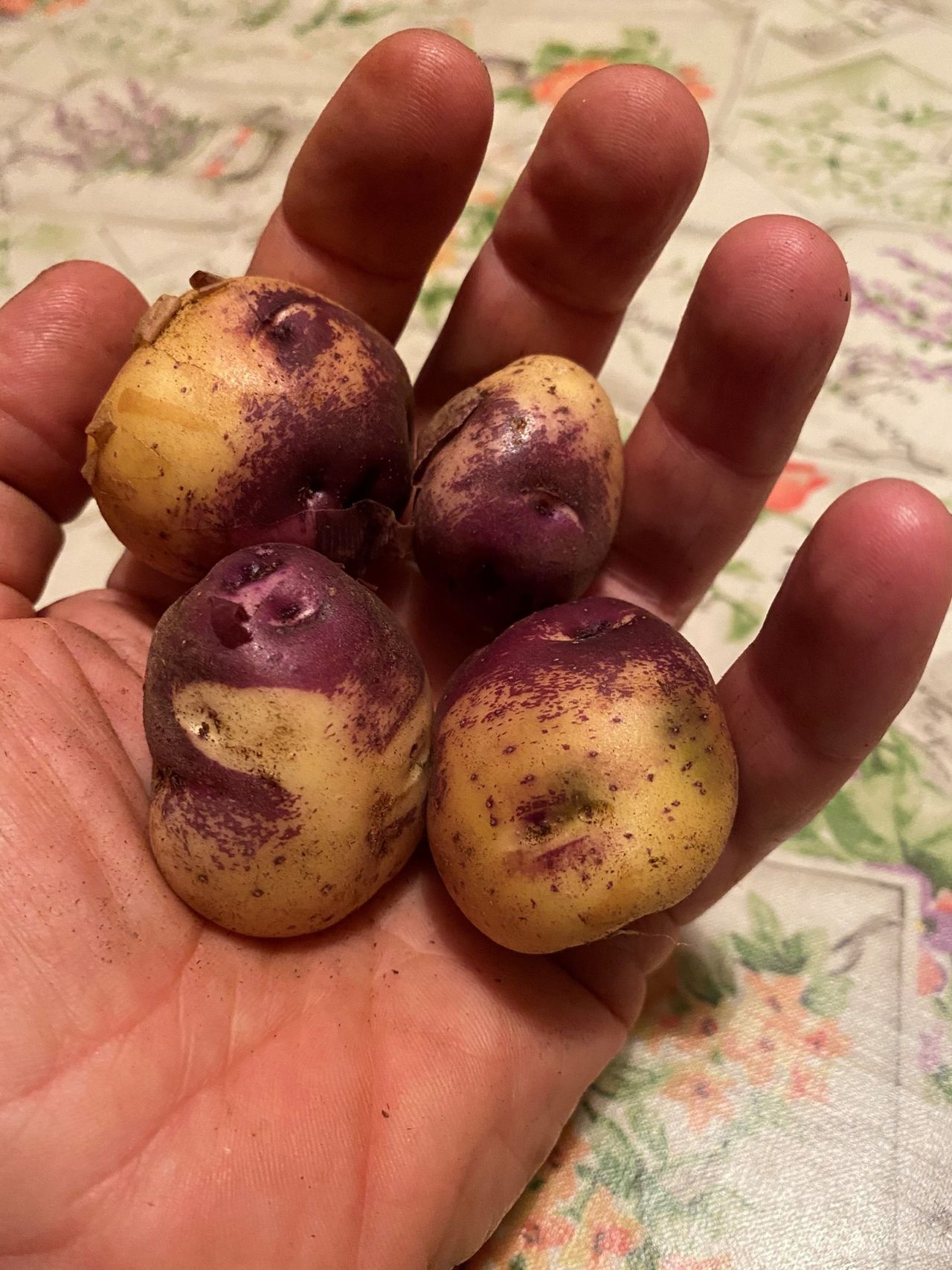 Kilkenny firm aiming to help Irish seed potato industry grow