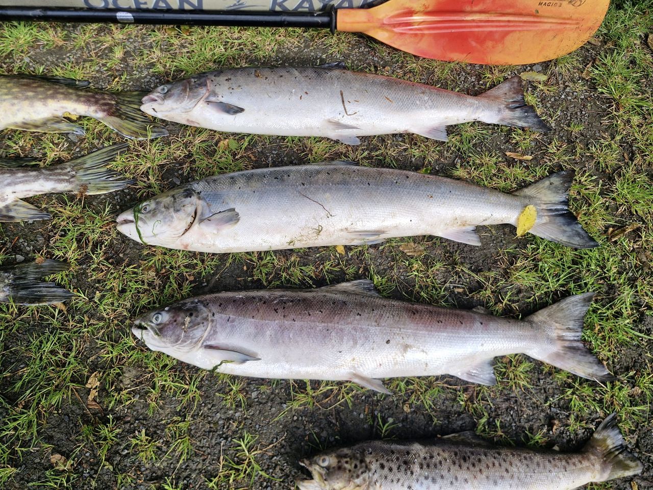 Three deceased salmon recovered from River Glyde by IFI
