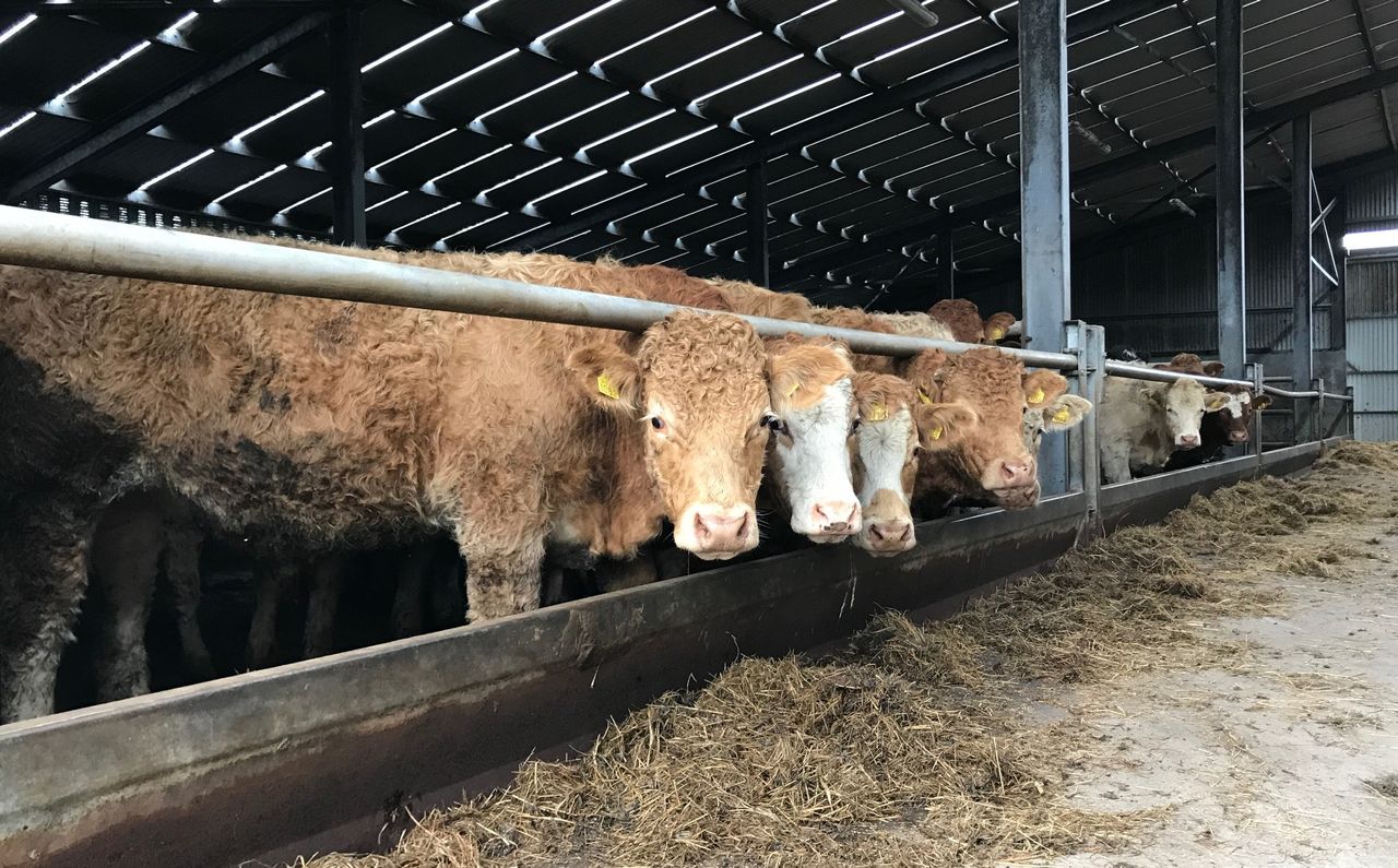 Will your store cattle hit the target this winter?