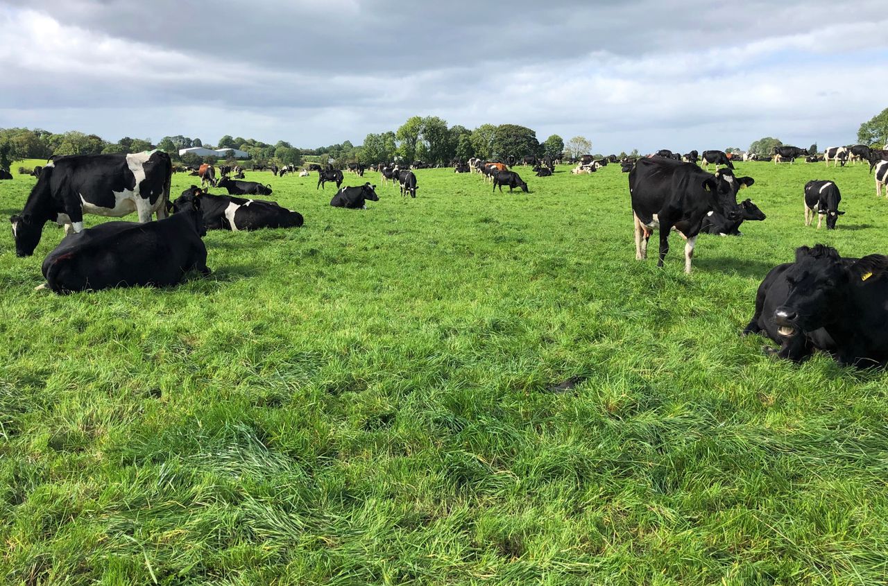 Letter to the editor: Will we see more Irish dairy farms going to the vultures?