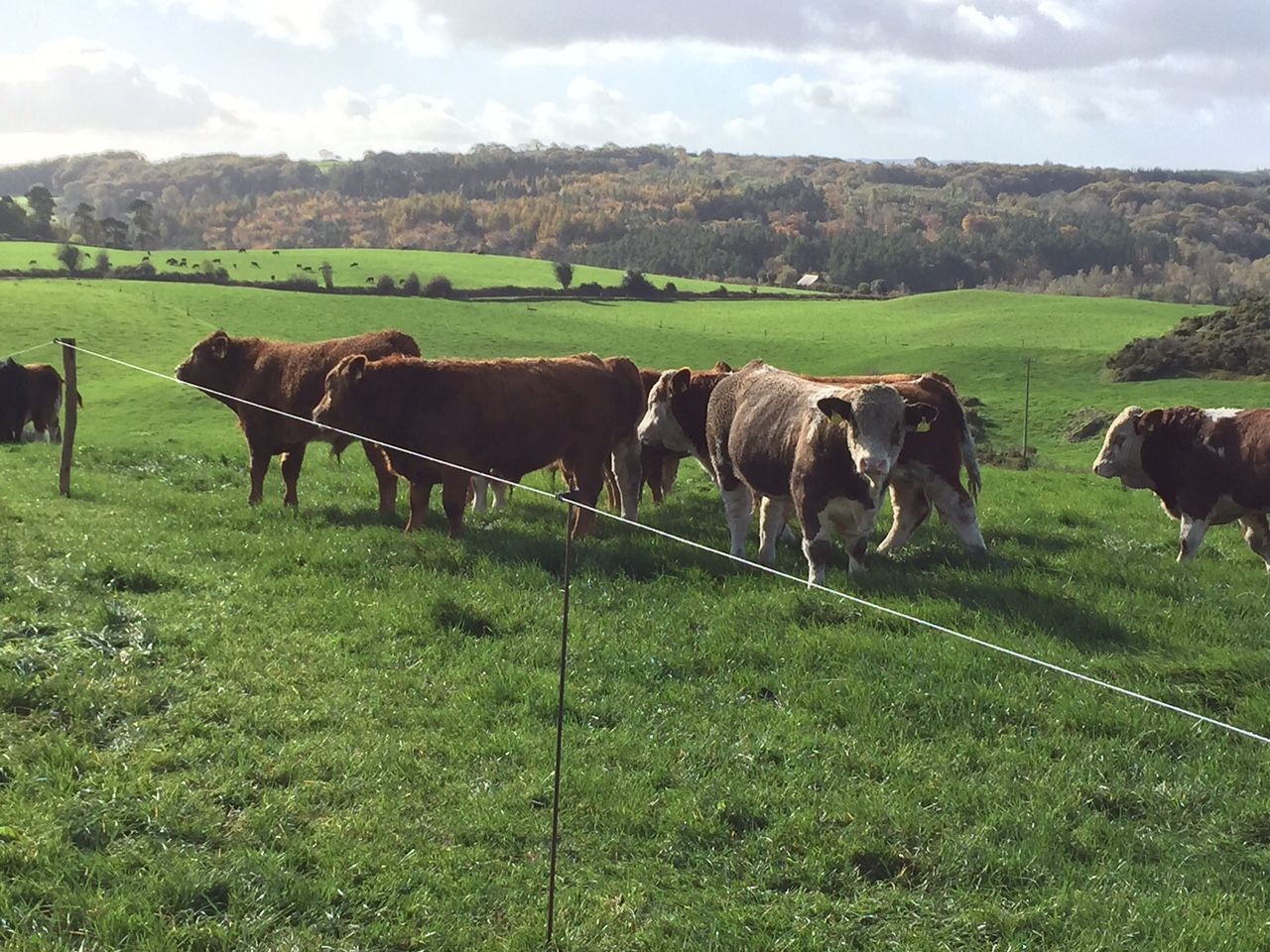 Libyan cattle order loss 'hugely disappointing' - ICSA