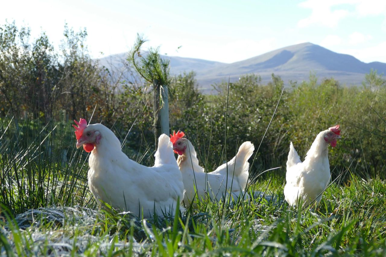 UK supermarket switches to white eggs to 'lower carbon footprint'