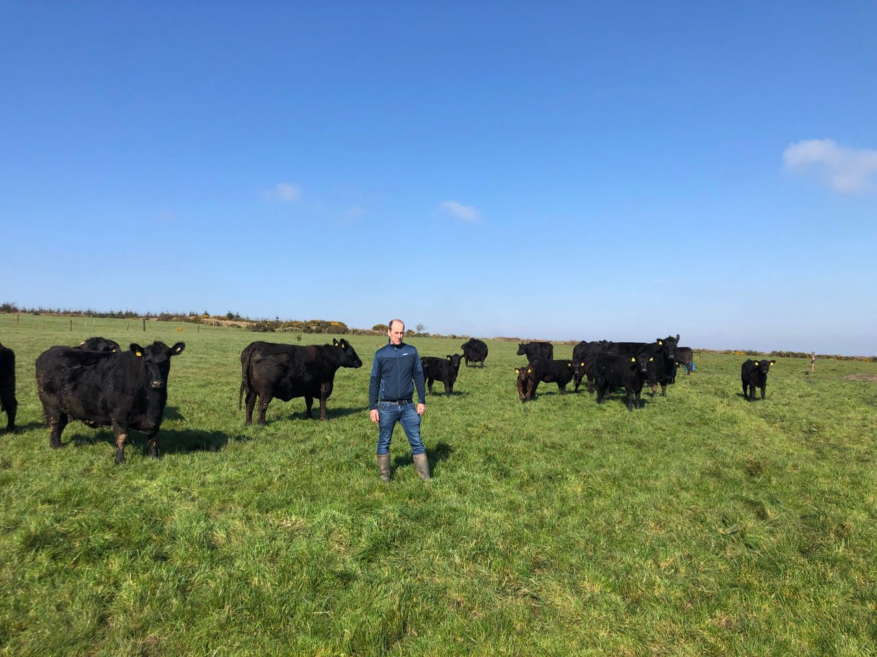 Beef Focus: Breeding Angus bulls in dairy cow country