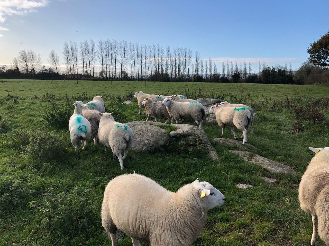 EuroSheep: Switching the focus from the ewe to the lamb - to improve productivity