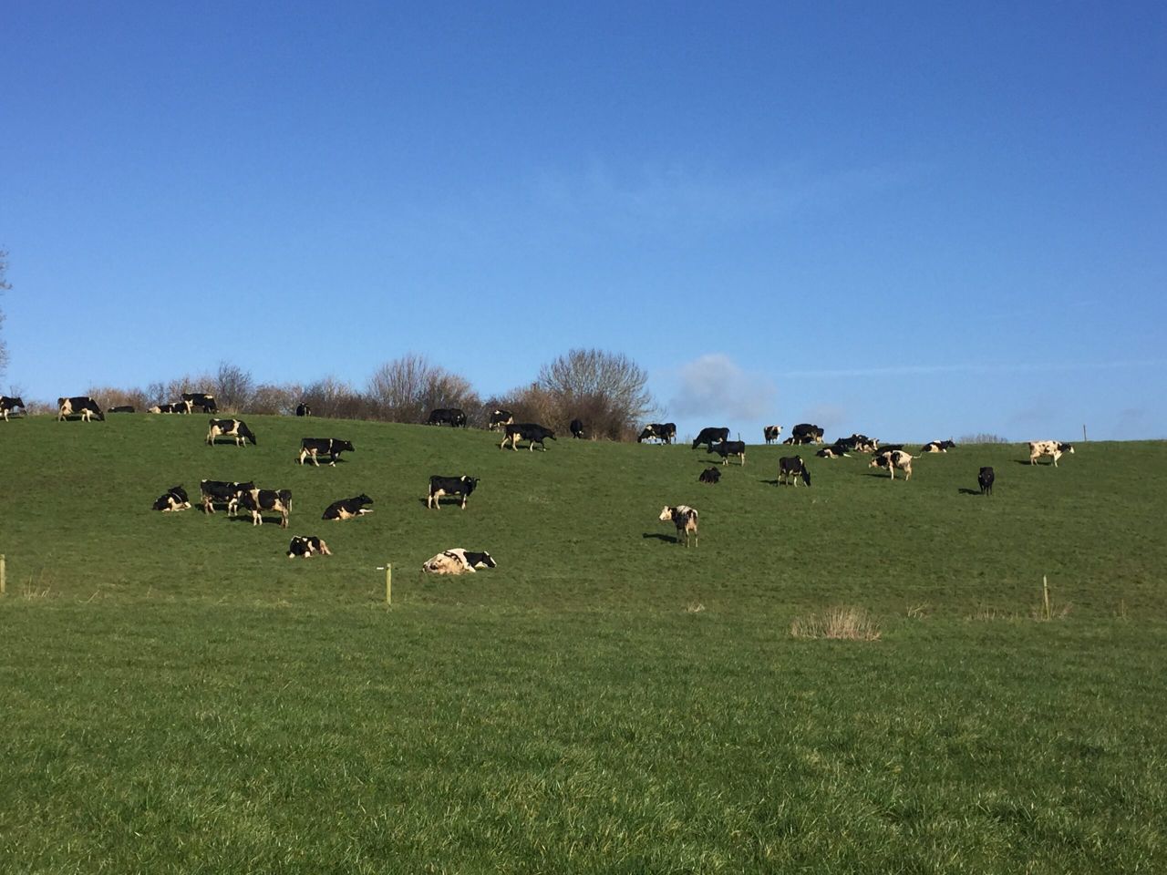 Dairy focus: The first day at grass in Co. Westmeath