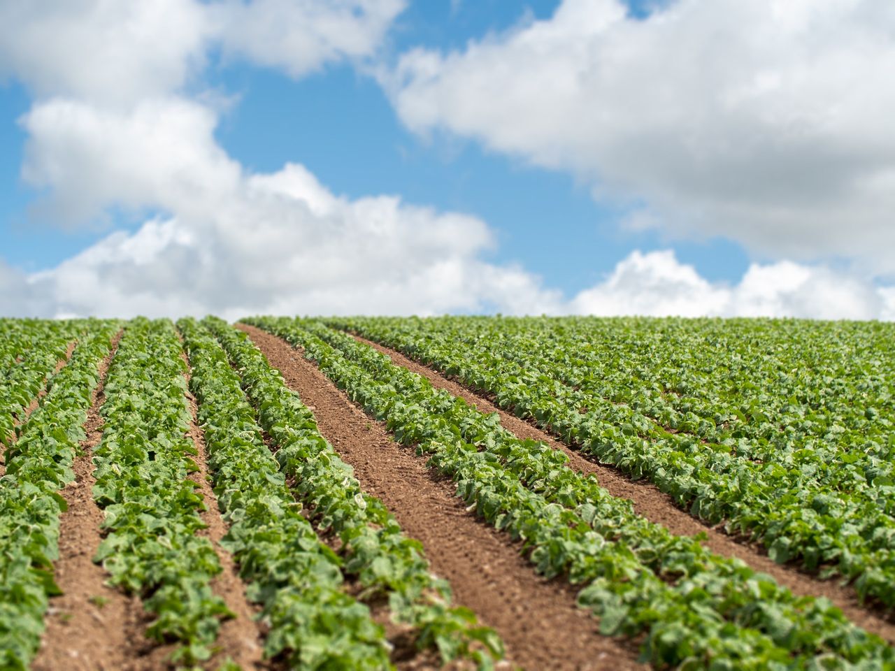 Inflation within food sector is 'well above' published levels