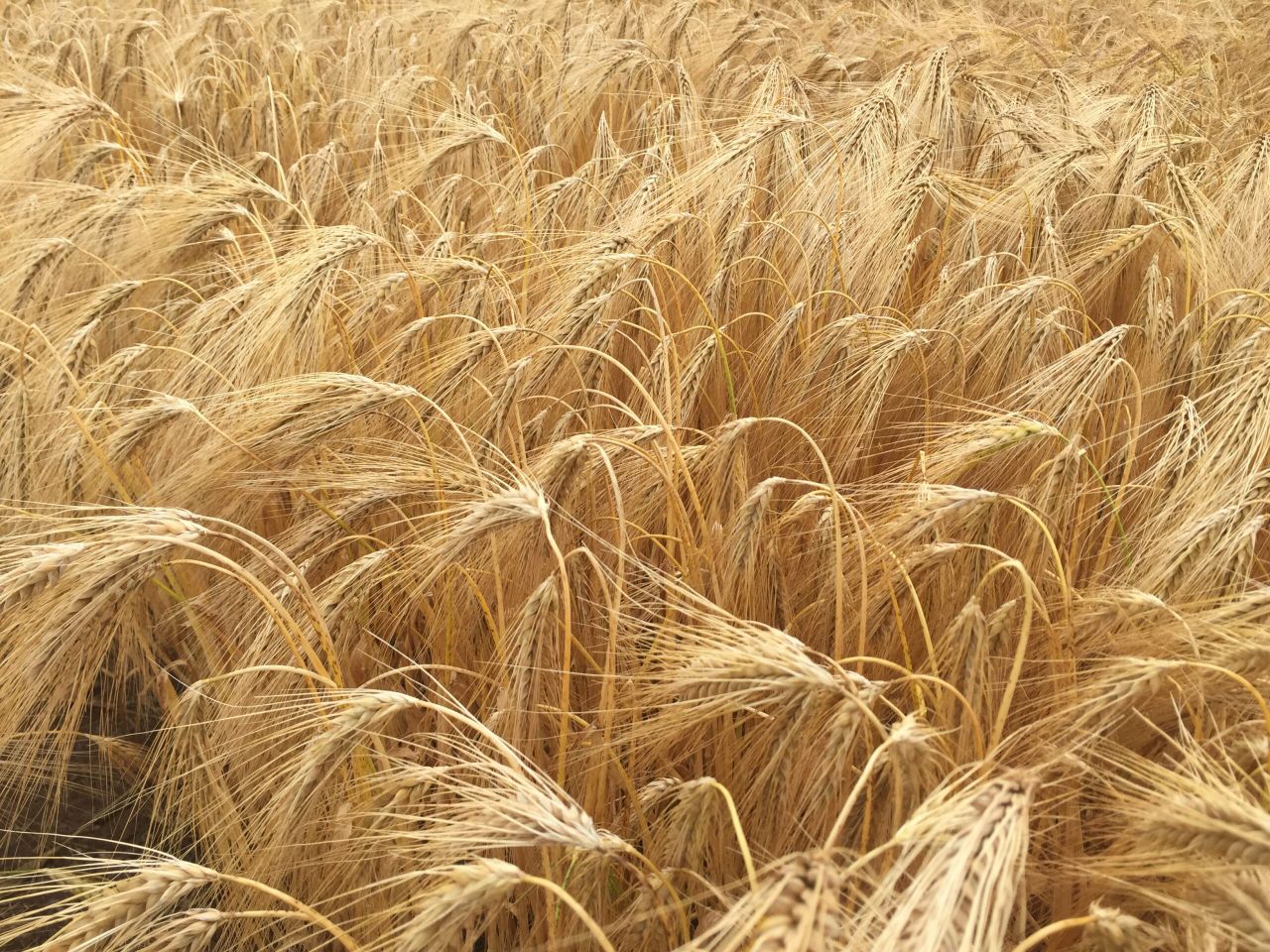 5-10% yield jump expected from 'next generation' hybrid barley varieties