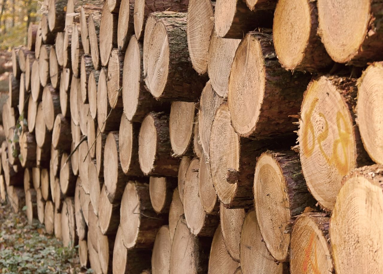 'A lot of ambiguity' about new Forestry Programme - Kerrane
