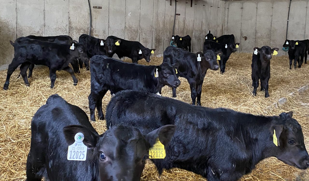ABP Monitor Farms: Why this farmer is adding rolled oats to calf ration