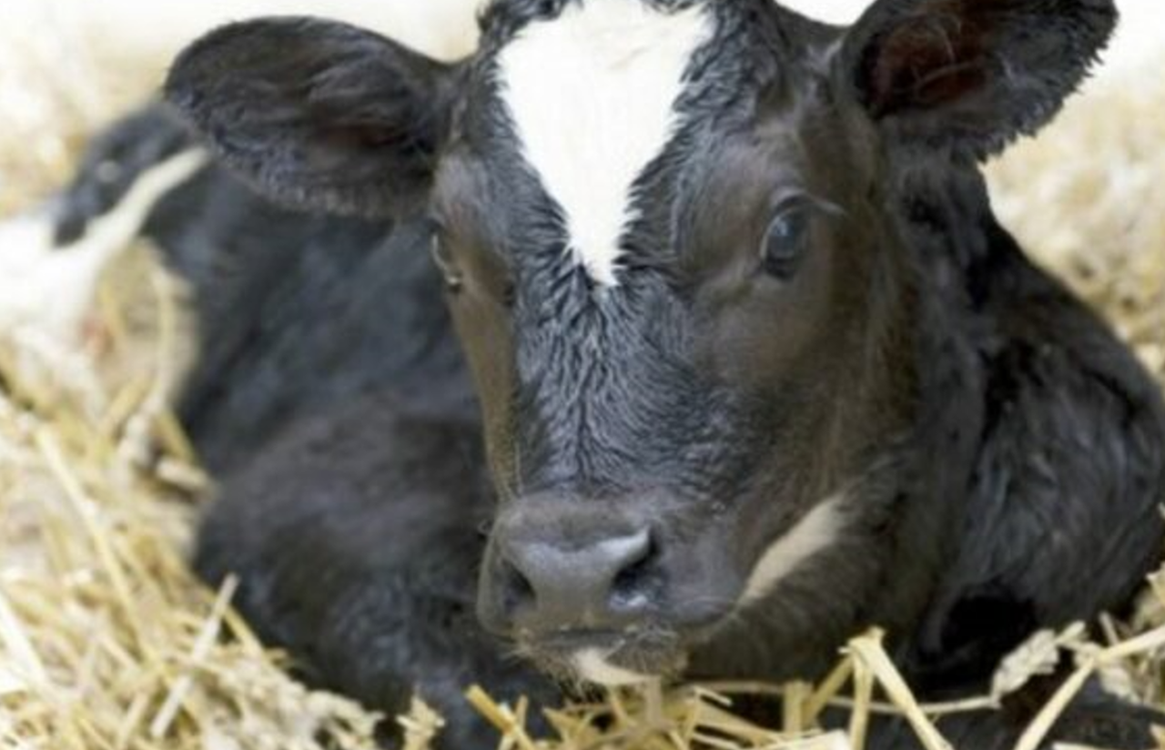 Agriland survey: 60% of farmers will not buy dairy bred calves this spring