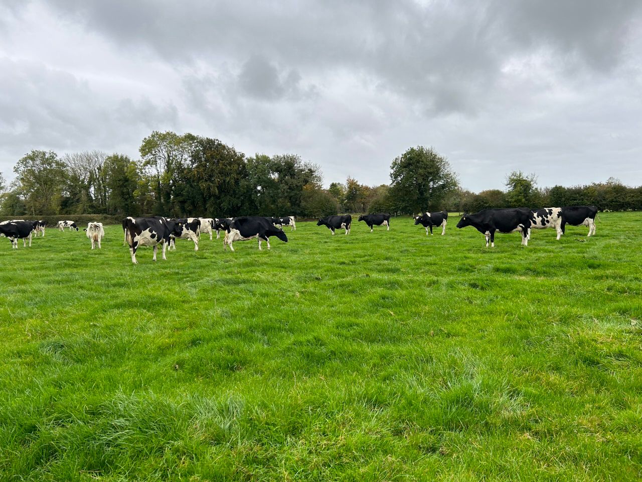 Dutch farmer's goal of breeding European Grand Champion cow