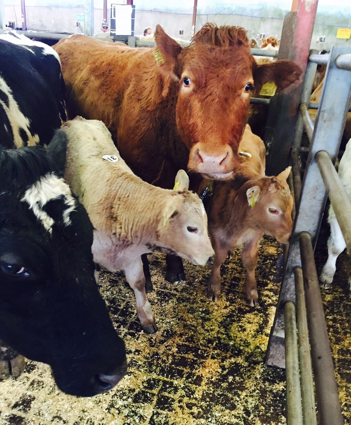 Mart report: Prices and quality on the up in Castlerea